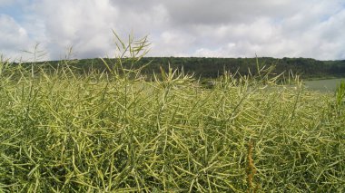 Verbiv tarlalarında kolza ulaşıyor. Mavi Ukrayna gökyüzünün altında. Telefon ve tabletler için doğal arkaplan.