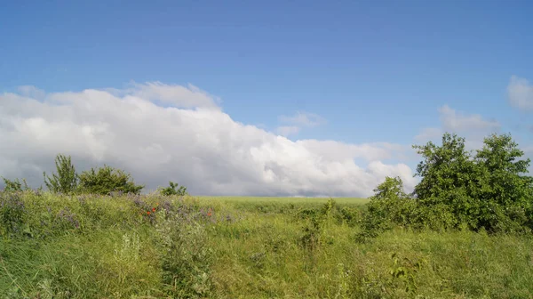 Fondo Natural Para Teléfonos Tabletas Campo Ucraniano Día Soleado Verano — Foto de Stock