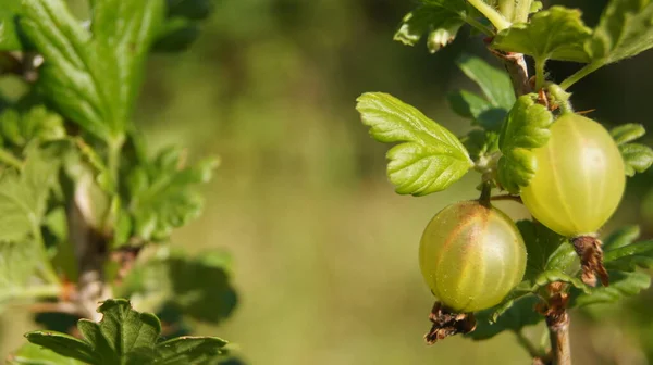 Gele Kruisbes Oekraïense Bessen Kruisbessen Soort Planten Ribes Uva Crispa — Stockfoto