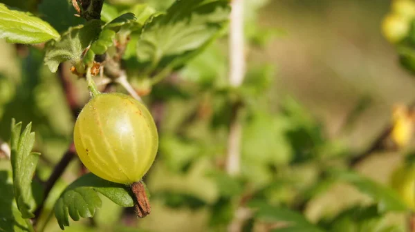 Gele Kruisbes Oekraïense Bessen Kruisbessen Soort Planten Ribes Uva Crispa — Stockfoto