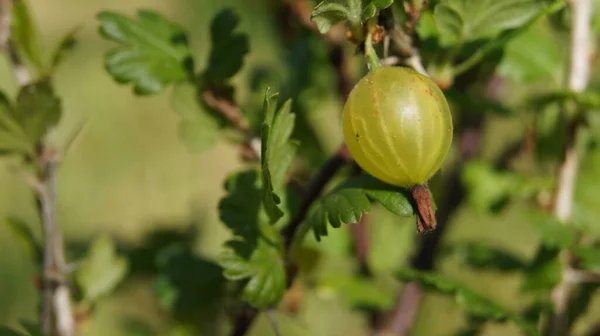 Gele Kruisbes Oekraïense Bessen Kruisbessen Soort Planten Ribes Uva Crispa — Stockfoto