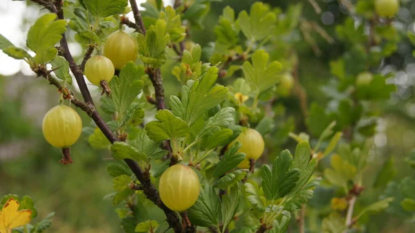 Sárga Egresbogyó Ukrán Bogyó Áfonyás Típusú Növények Ribes Uva Crispa — Stock Fotó