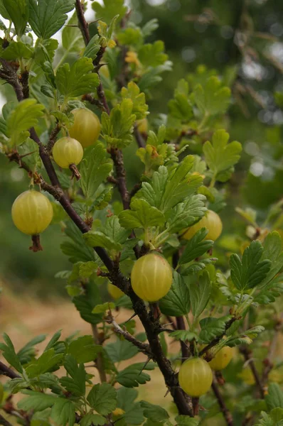 Groselha Amarela Bagas Ucranianas Groselha Espinhosa Tipo Plantas Ribes Uva — Fotografia de Stock