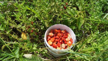 Böğürtlenli kova. Olgun çilekler. Ukrayna çileği. Olgun böğürtlen topluyorum. Telefon ve tabletler için böğürtlenli arka plan.  