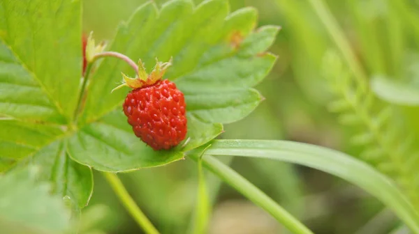 Seau Aux Fraises Fraises Mûres Une Baie Ukrainienne Récolte Des — Photo