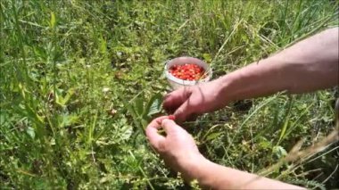 Ukrayna bahçelerinde kurutulmuş çilek hasadı. Ukrayna çileği. Doğal ürünlerden yiyecek ve içecek..