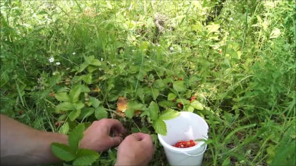 Zbieranie Suszonych Truskawek Ukraińskich Ogrodach Ukraińska Jagoda Żywność Napoje Produktów — Wideo stockowe