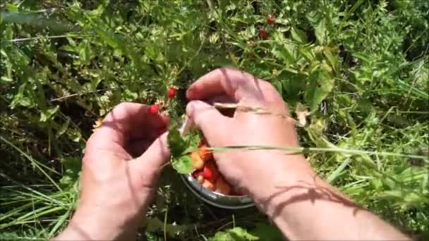 Harvesting Dried Strawberries Berries Ukrainian Gardens Ukrainian Berry Food Drink — Stock Video