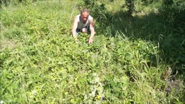 Zbieranie Suszonych Truskawek Ukraińskich Ogrodach Ukraińska Jagoda Żywność Napoje Produktów — Wideo stockowe