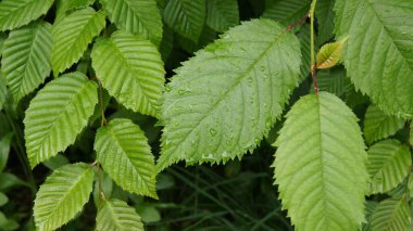 Bitki yapraklarının şekli, dokusu ve yapısı doğada. Telefon ve tabletler için yaprakları olan bir arka plan. Yeşil Çeşitlilik.  