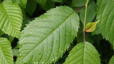 Bitki yapraklarının şekli, dokusu ve yapısı doğada. Telefon ve tabletler için yaprakları olan bir arka plan. Yeşil Çeşitlilik.  