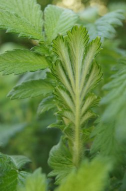 Bitki yapraklarının şekli, dokusu ve yapısı doğada. Telefon ve tabletler için yaprakları olan bir arka plan. Yeşil Çeşitlilik.  