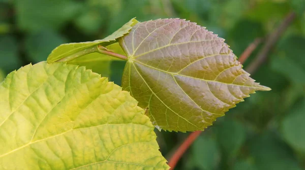 Forme Texture Structure Des Feuilles Plantes Dans Nature Fond Avec — Photo