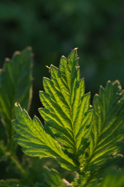 Växtbladens Form Struktur Och Struktur Naturen Bakgrund Med Blad För — Stockfoto