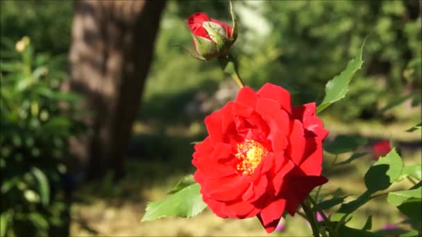 Giornata Estiva Ucraina Rose Nel Giardino Dei Fiori Ucraino Fiori — Video Stock