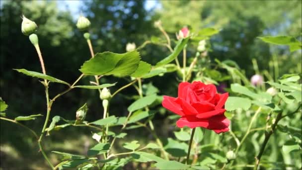 Dia Verão Ucraniano Rosas Jardim Flores Ucraniano Flores Brilhantes — Vídeo de Stock