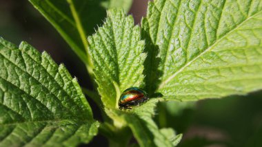 Drovosek böceği. Böceklerin krallığında. Telefon ve tabletler için böceklerle dolu bir arka plan. Çok renkli böcekler ve böcekler..
