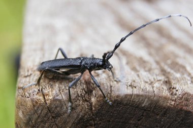 Drovosek böceği. Böceklerin krallığında. Telefon ve tabletler için böceklerle dolu bir arka plan. Çok renkli böcekler ve böcekler..
