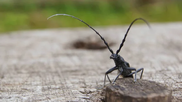 Drovosek Kever Het Koninkrijk Van Insecten Achtergrond Met Insecten Voor — Stockfoto