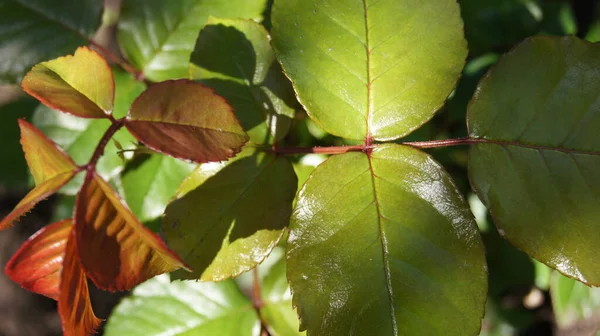 Hintergrund Mit Pflanzenblättern Für Handys Und Tablets Mehrfarbige Blätter Von — Stockfoto