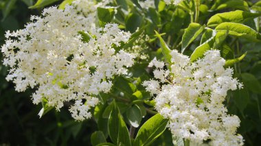 Mürver çiçeği. Çalı bitkileri. Çiçekler ve bitkiler dünyasında. Telefon ve tabletler için beyaz çiçekli arkaplan.