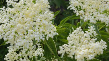 Mürver çiçeği. Çalı bitkileri. Çiçekler ve bitkiler dünyasında. Telefon ve tabletler için beyaz çiçekli arkaplan.