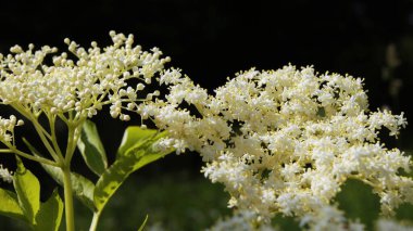 Ukrayna yazı. Yeşil Gezegen. Ukrayna 'nın vahşi yaşamı. Telefon ve tabletler için böceklerle dolu bir arkaplan. 