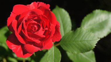 Süslü güller. Telefon ve tablet için kırmızı güller. Ukrayna gülleri. Bitkiler ve çiçekler krallığı.