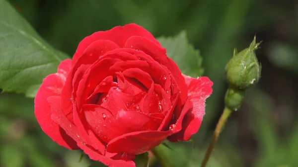 Zierrosen Rote Rosen Für Den Hintergrund Auf Telefon Und Tablet — Stockfoto
