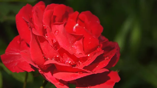 Декоративні Троянди Червоні Троянди Фону Телефоні Планшеті Українські Троянди Королівство — стокове фото