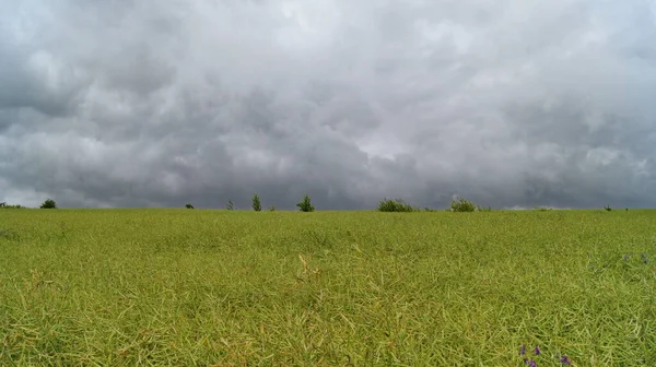 Rain clouds over the Ukrainian fields. Natural food from Verbiv fields of Ukraine. Singing rape.