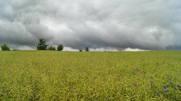 Над Українськими Полями Падають Дощові Хмари Природна Їжа Вербєвих Полів — стокове фото