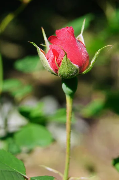 Zierrosen Rote Rosen Für Den Hintergrund Auf Telefon Und Tablet — Stockfoto
