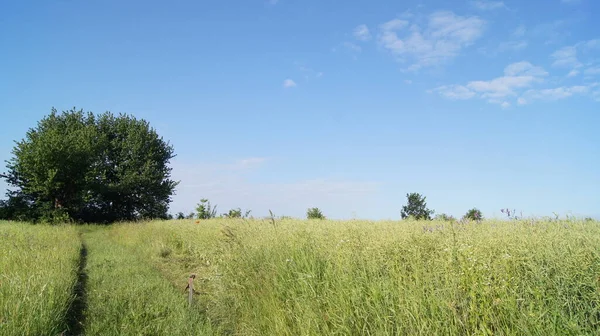 Mowing Grass Hand Braid Ukrainian Summer Background Nature Phones Tablets — Stock Photo, Image