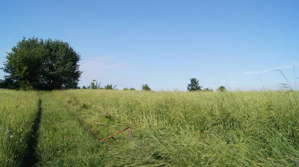 Mowing Grass Hand Braid Ukrainian Summer Background Nature Phones Tablets — Stock Photo, Image