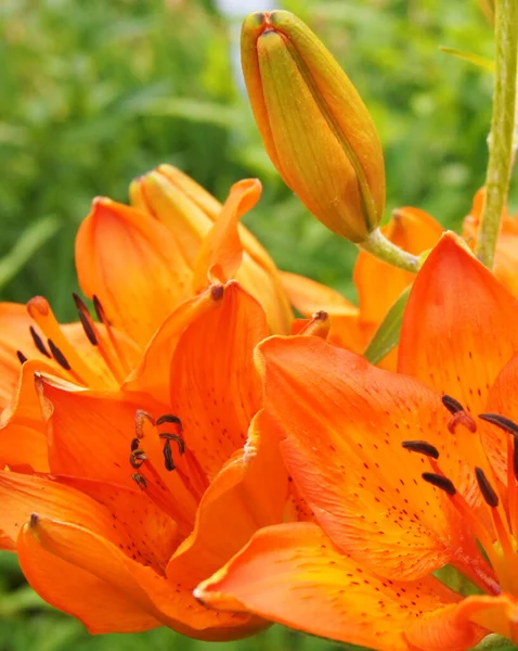 Orange Lilies Background Lilies Phones Tablets Planet Lilies Green Planet — Stock Photo, Image