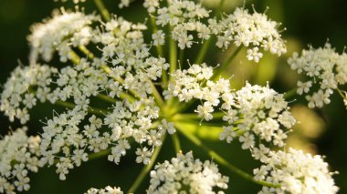 Çiçekli Azhgon. Ukrayna 'nın vahşi yaşamı. Telefon ve tablet için çiçekli arka plan. Kır çiçekleri.    