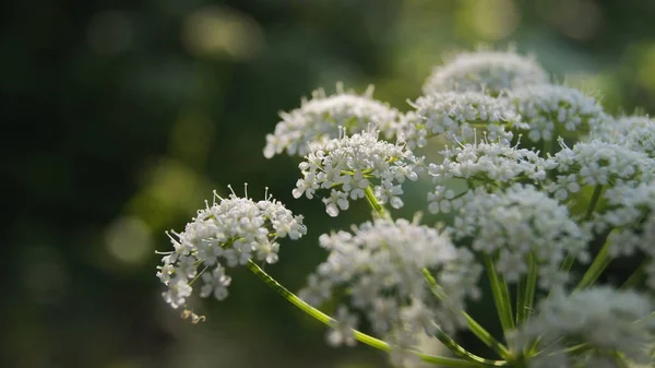 Flowering azhgon. Wildlife of Ukraine. Background with flowers for phone and tablet. Wildflowers.