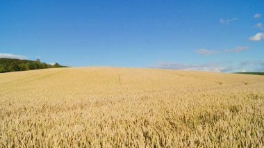 Olgun buğdaylı Ukrayna tarlaları. Telefon ve tabletler için buğday tarlası olan bir arka plan. Ukrayna 'nın tahıl ekinleri. Mavi Ukrayna gökyüzünün altında.
