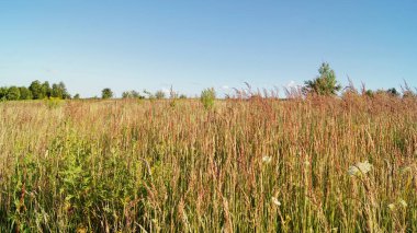 Mavi Ukrayna gökyüzünün altında. Ukrayna 'nın (vahşi) korunan toprakları. Telefon ve tabletler için vahşi yaşam geçmişi.