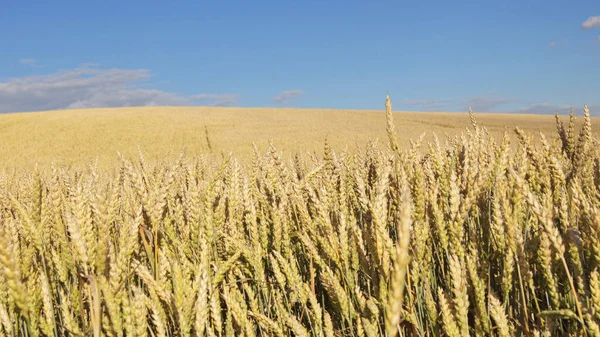 Ukrajinská Pole Zralou Pšenicí Pozadí Pšeničným Polem Pro Telefony Tablety — Stock fotografie