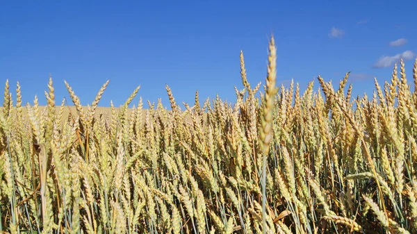 Ukrainian fields with ripe wheat. Background with wheat field for phones and tablets. Grain crops of Ukraine. Under the blue Ukrainian sky.