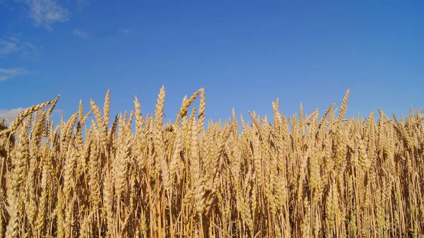 Ukrainian Fields Ripe Wheat Background Wheat Field Phones Tablets Grain — Photo
