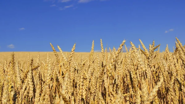 Ukrainian Fields Ripe Wheat Background Wheat Field Phones Tablets Grain — Photo