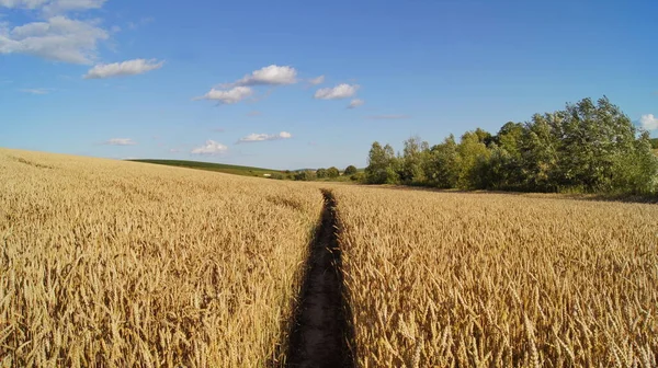 Ukrainian Fields Ripe Wheat Background Wheat Field Phones Tablets Grain — ストック写真