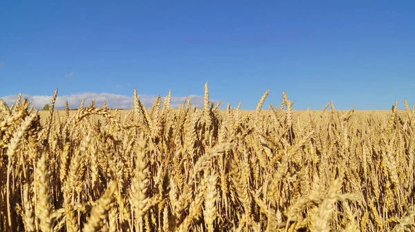 Ukrainian Fields Ripe Wheat Background Wheat Field Phones Tablets Grain — Stockfoto