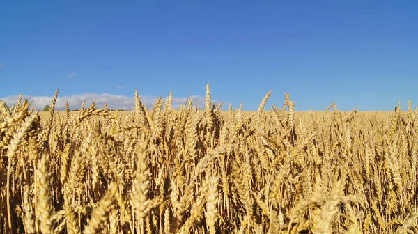 Ukrainian Fields Ripe Wheat Background Wheat Field Phones Tablets Grain — Photo