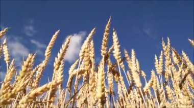 Ripe ears of wheat under the blue sky. Ukrainian wheat for Ukrainian bread. Yellow blue background on the video.