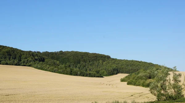 Ukrainian Field Has Matured Wheat Fields Ukraine Harvest Ukraine Who — стоковое фото