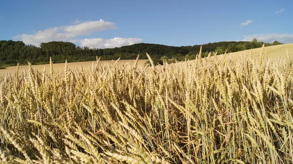 Ukrainian Field Has Matured Wheat Fields Ukraine Harvest Ukraine Who — Photo